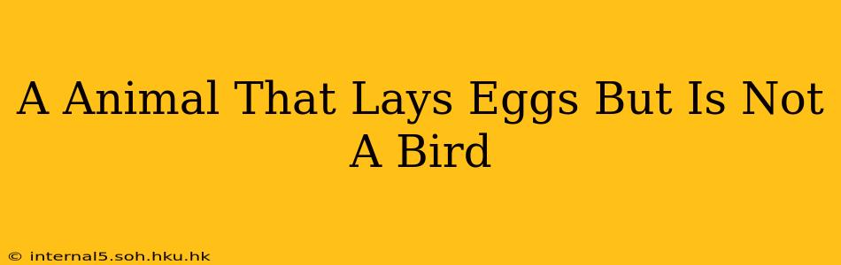 A Animal That Lays Eggs But Is Not A Bird