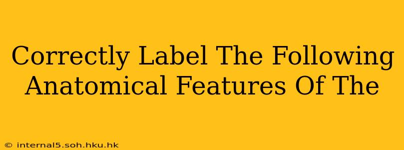 Correctly Label The Following Anatomical Features Of The