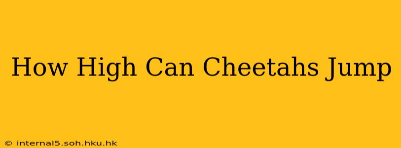 How High Can Cheetahs Jump