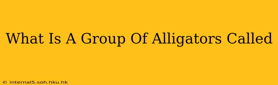 What Is A Group Of Alligators Called